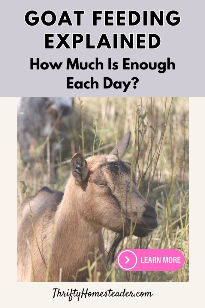 Goat Feeding Explained