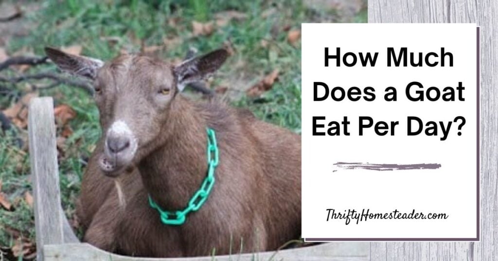 How Much Does a Goat Eat Per Day