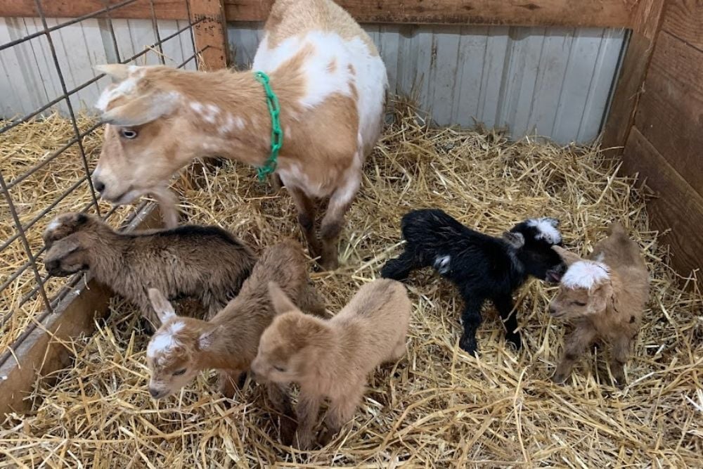 Doe standing in a straw-bedded pen with five newborn goat kids of varying colors lying and standing nearby.