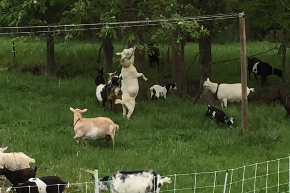 Group of goats browsing in a grassy pasture with trees, including one white goat standing upright on its hind legs to reach leaves.