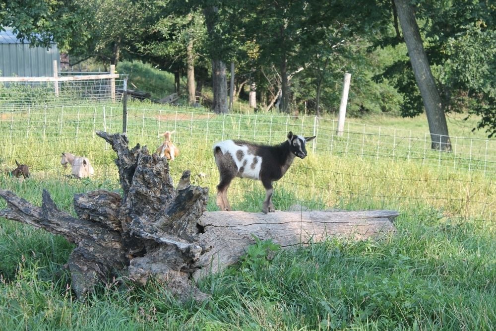 Young goat standing on a fallen log in a grassy pasture, with other goats grazing in the background near a wire fence and trees.