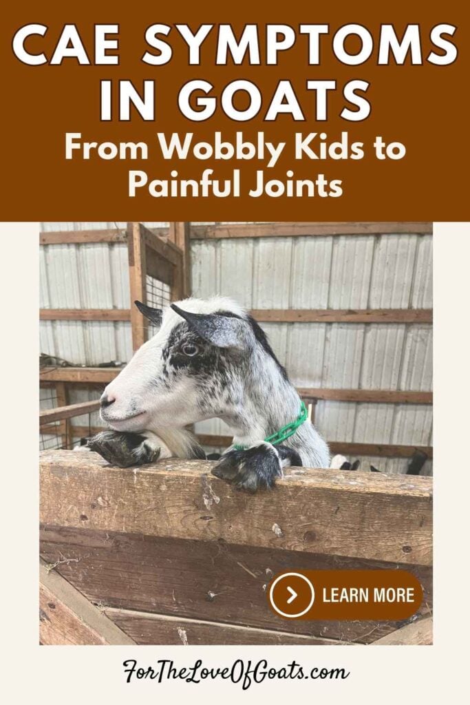 CAE Symptoms in Goats