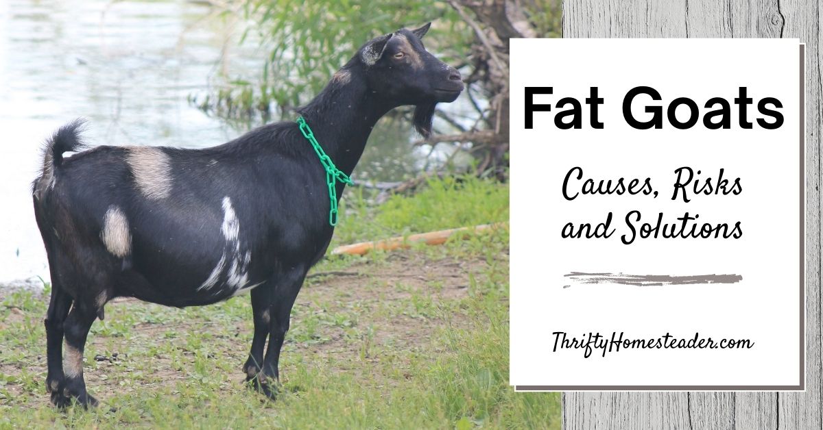 Fat Goats