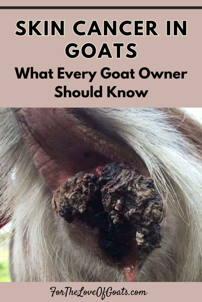 Skin Cancer in Goats