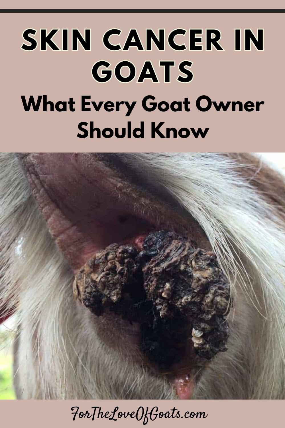 Skin Cancer Treatment in Goats