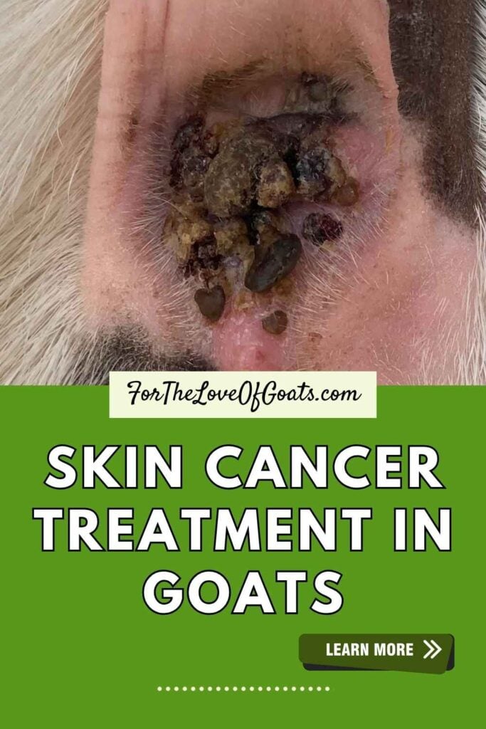 Skin cancer treatment in goats