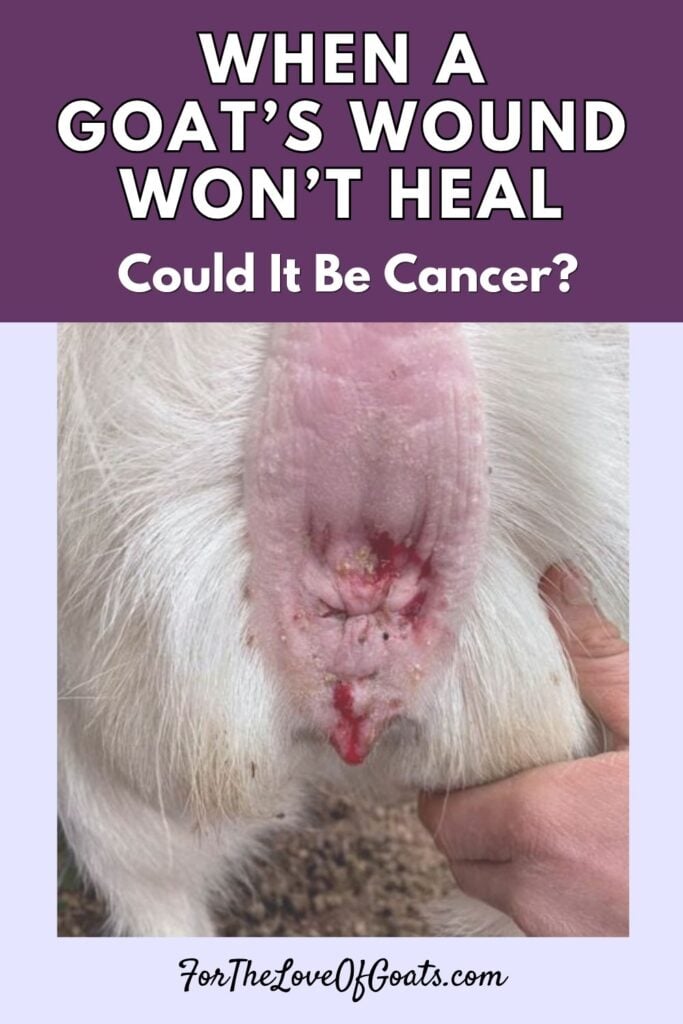 When a Goat’s Wound Won’t Heal Could It Be Cancer