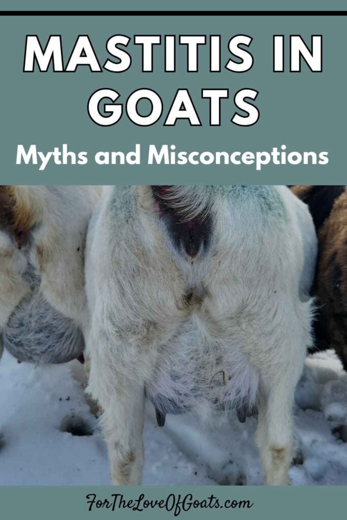 Mastitis in Goats: Myths and Misconceptions