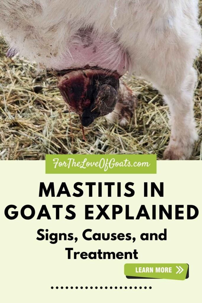 Mastitis in Goats Explained Signs, Causes, and Treatment