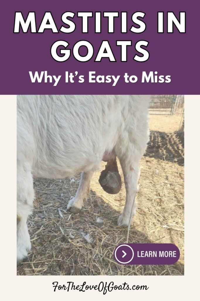 Mastitis in Goats Why It’s Easy to Miss