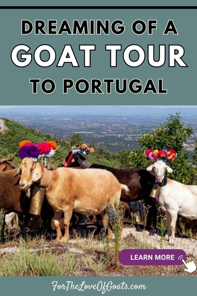 Dreaming of a Goat Tour to Portugal