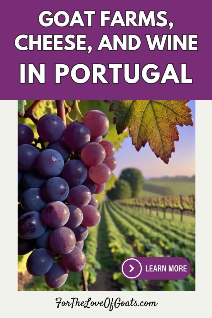 Goat Farms, Cheese, and Wine in Portugal