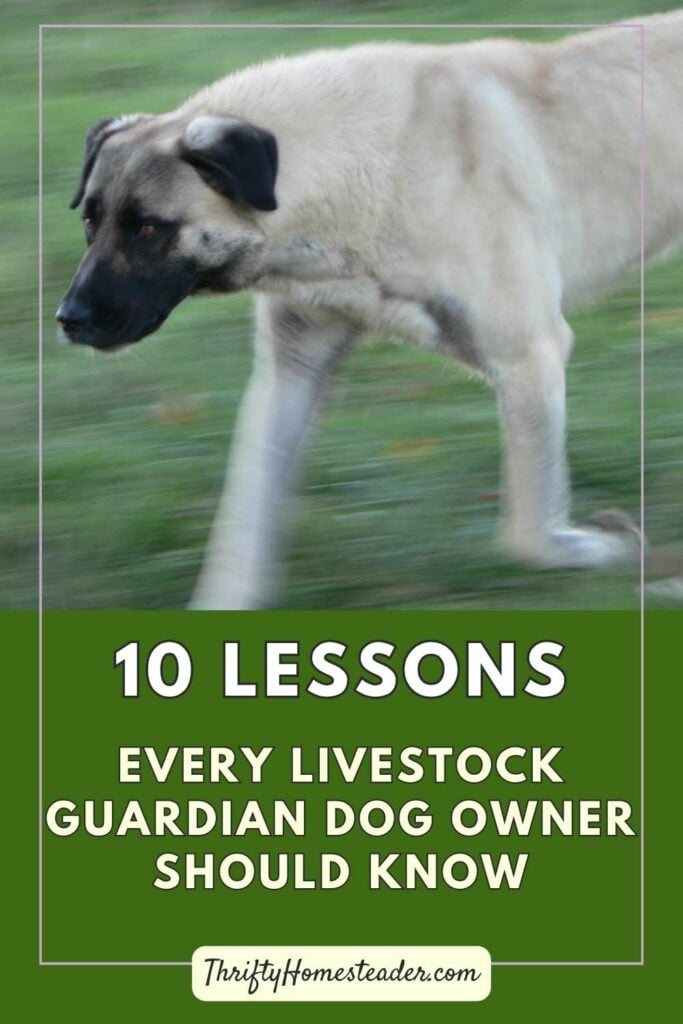 estock Guardian Dog Owner Should Know