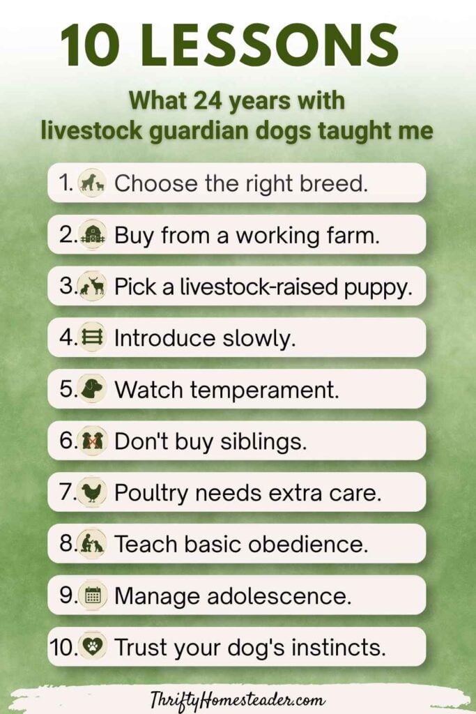 10 Lessons from 24 years with Livestock Guardian Dogs