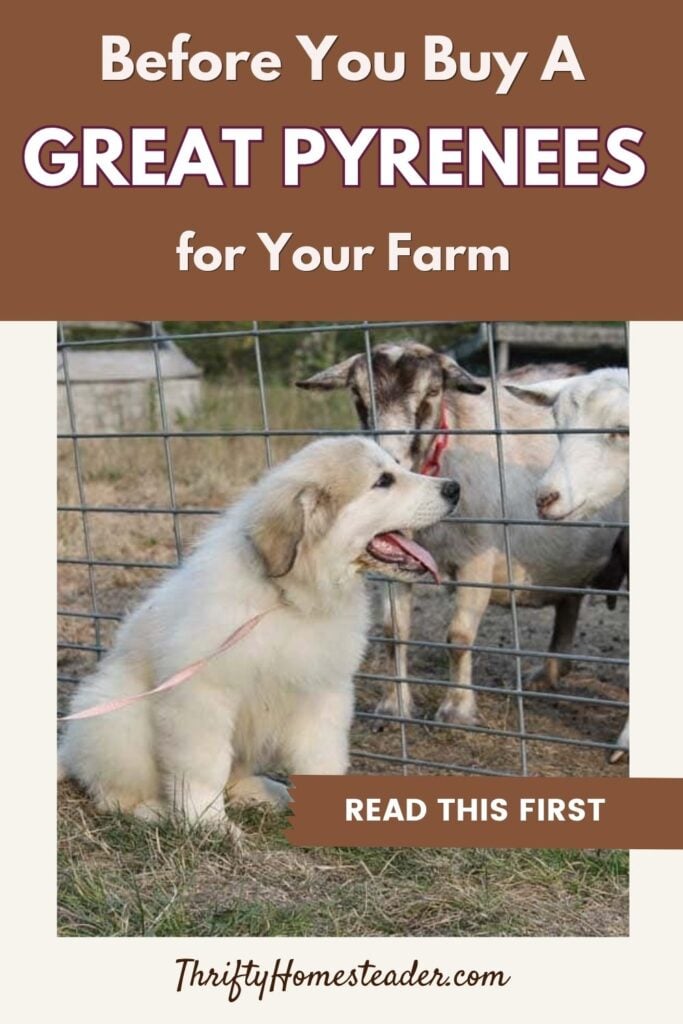 Before You Buy a Great Pyrenees for Your Farm 