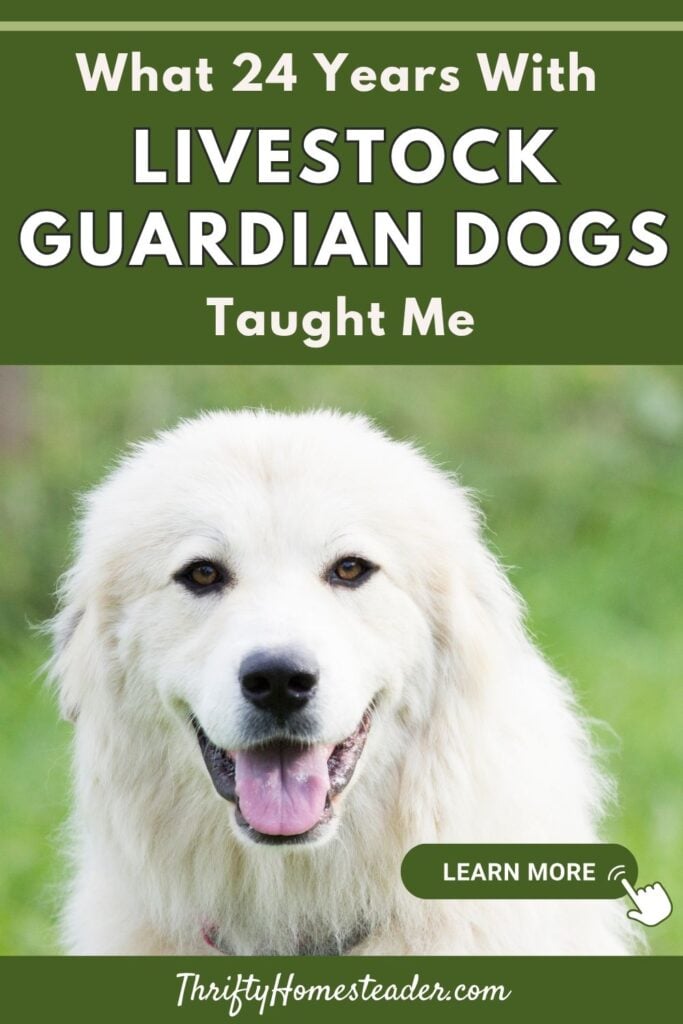 What 24 Years With Livestock Guardian Dogs Taught Me