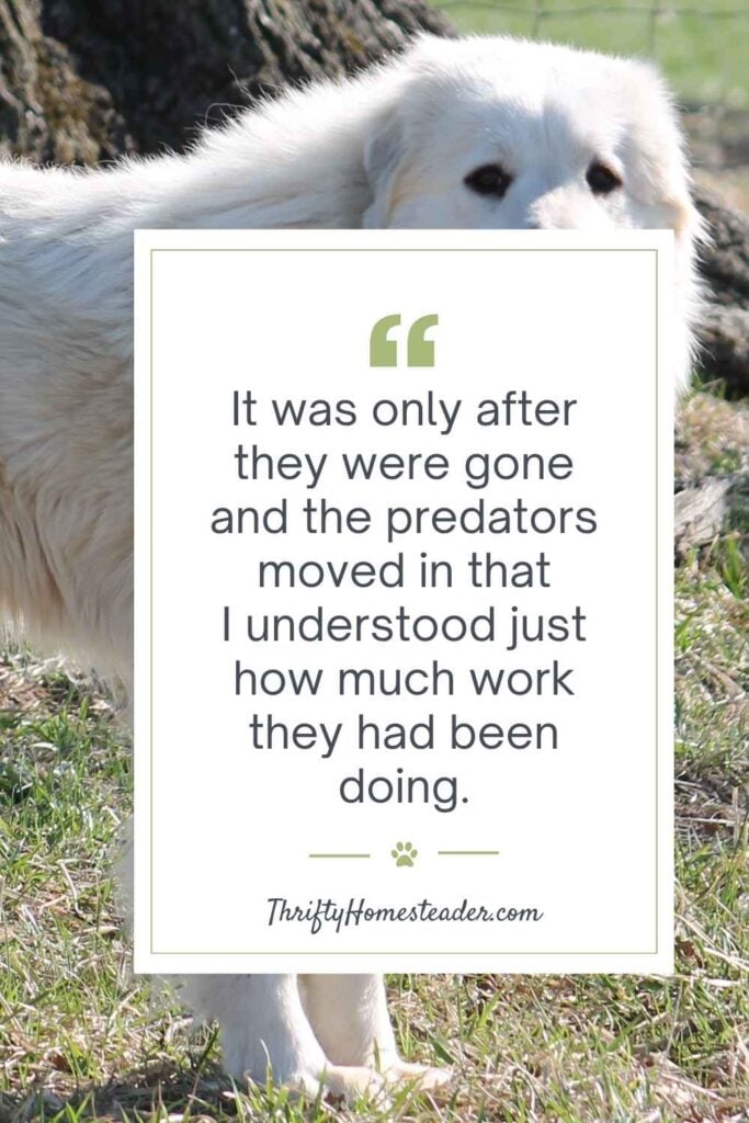 Livestock Guardian Dog lesson_memorable line