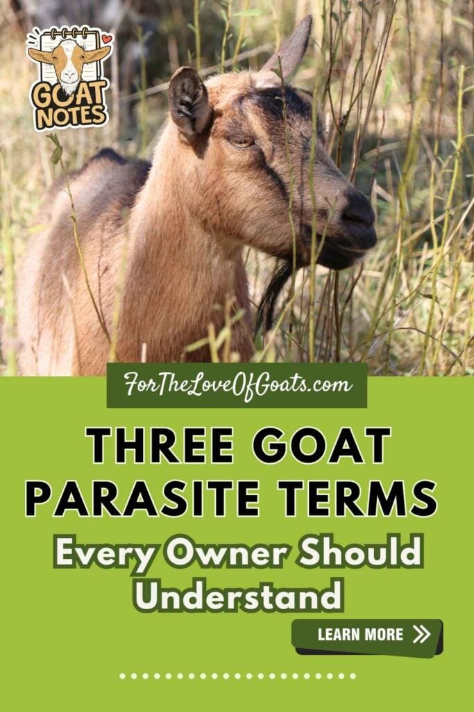 Three Goat Parasite Terms Every Owner Should Understand