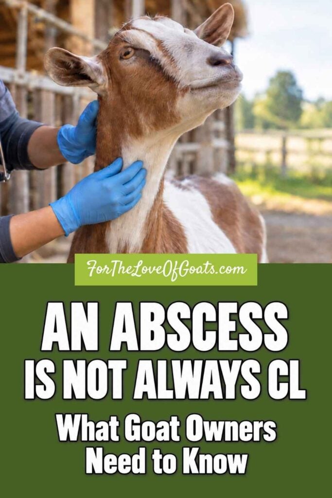 An Abscess Is Not Always CL What Goat Owners Need to Know
