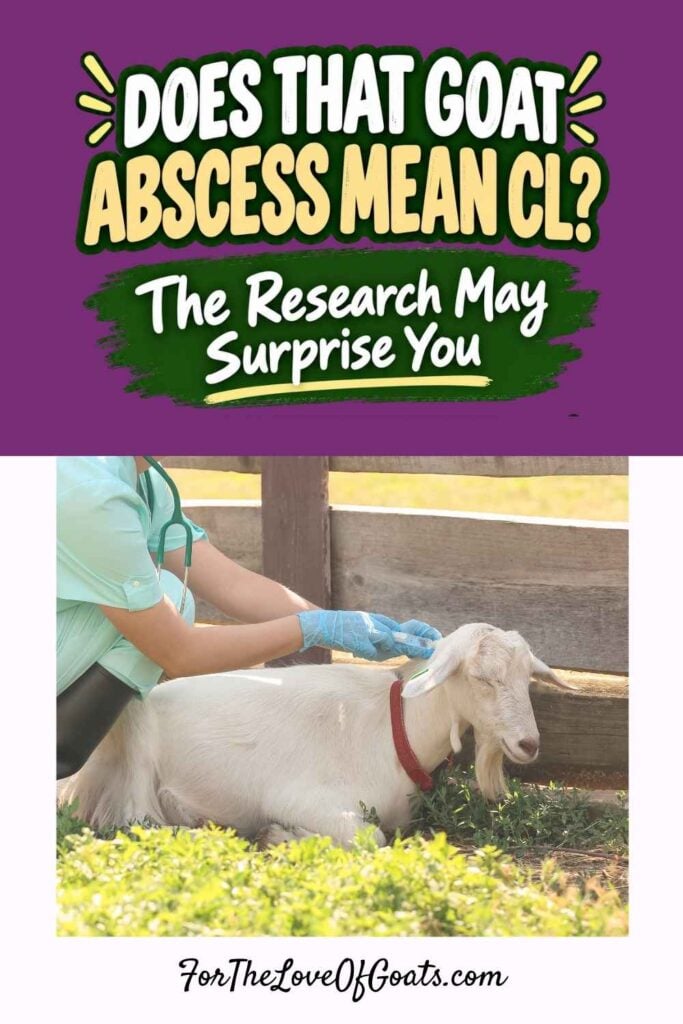 Does That Goat Abscess Mean CL The Research May Surprise You