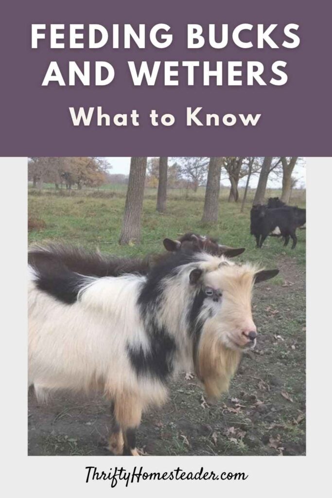 Feeding Bucks and Wethers_ What to Know