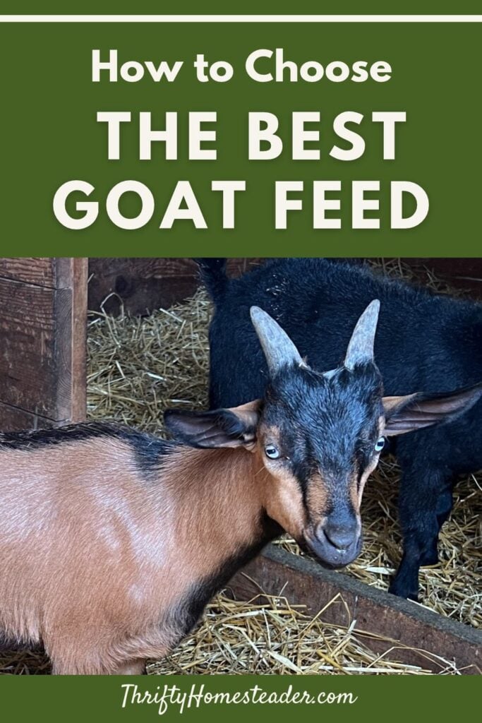 How to Choose the Best Goat Feed