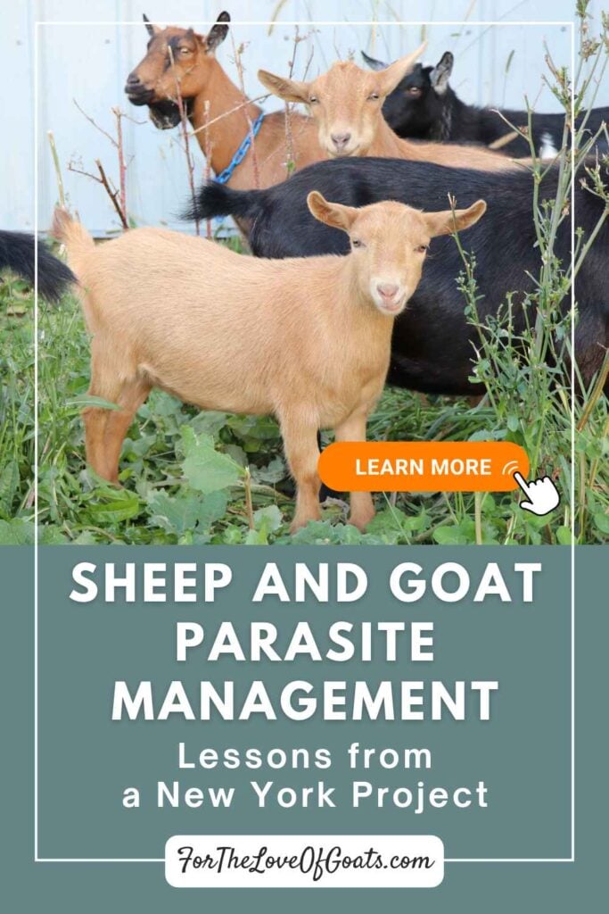 Sheep and Goat Parasite Management