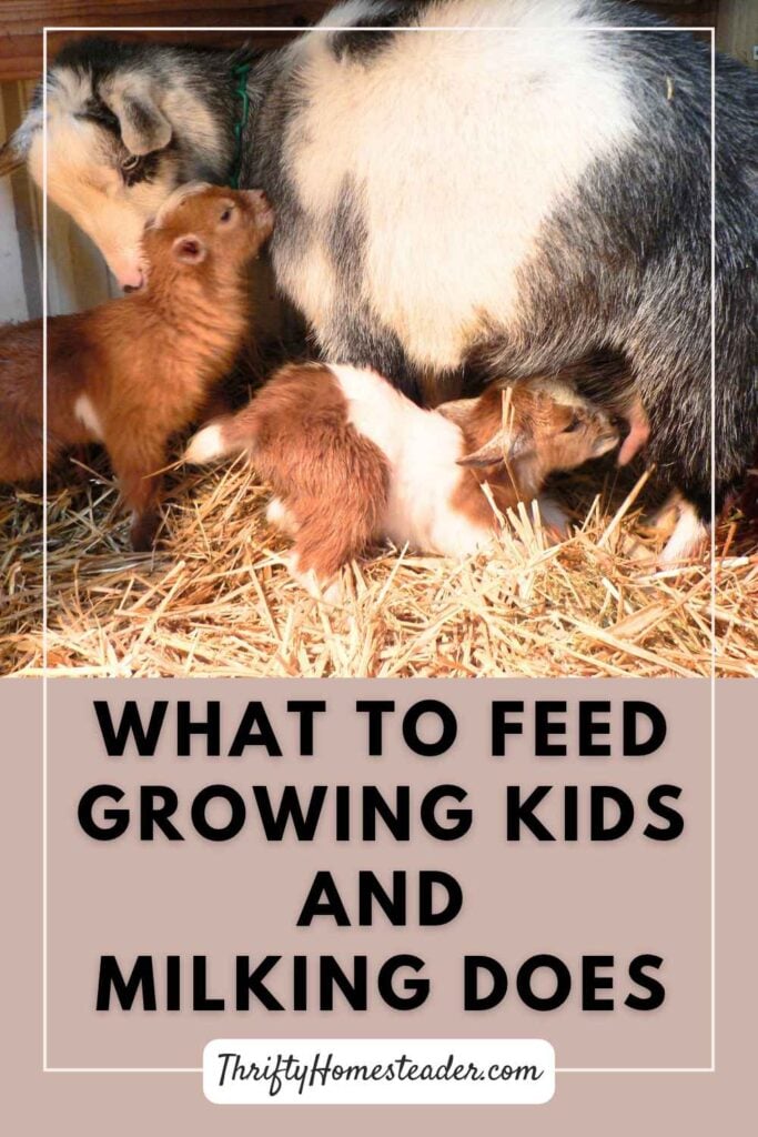 What to Feed Growing Kids and Milking Does